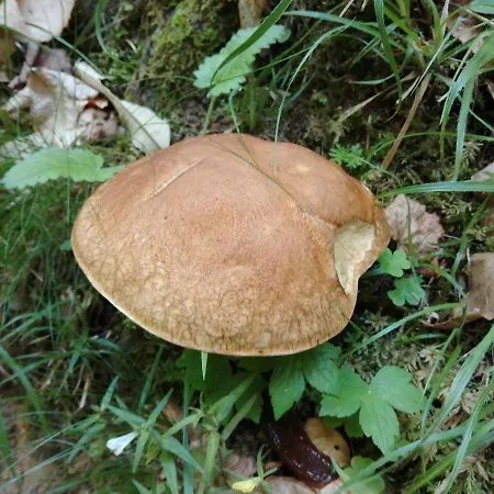 Nel Bosco